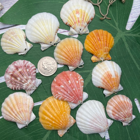 REAL Seashells Scallop Shells Pendants /Charms Lot with silver tone jump rings - Picture 9 of 16